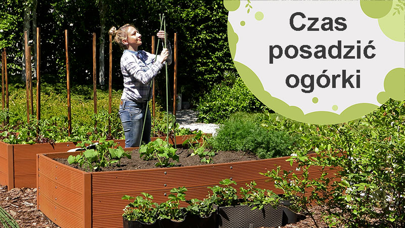 Sadzenie lub sianie ogórków. O czym należy pamiętać?