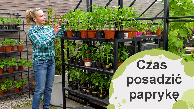 Czas posadzić paprykę. Przygotowanie sadzonek i późniejsza uprawa.