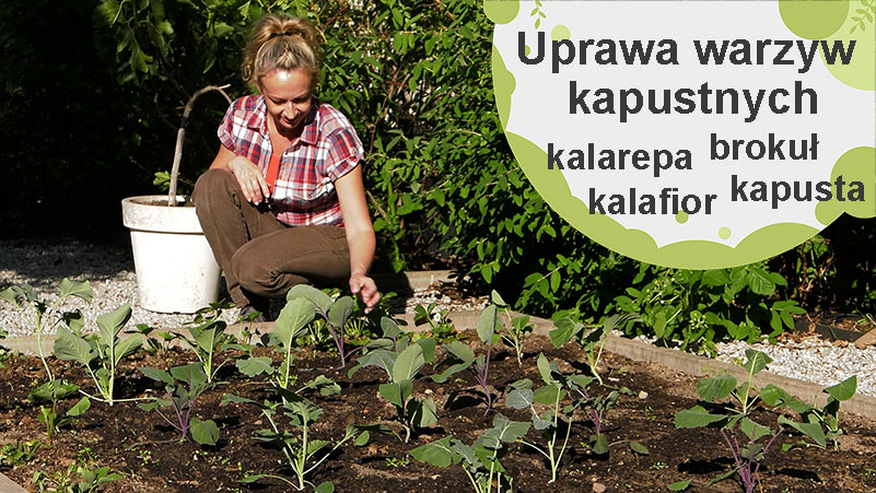 Uprawa warzyw kapustnych. Kapusta, kalafior, brokuł i kalarepa.