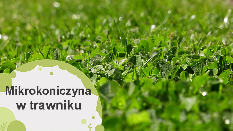 Mikrokoniczyna jako alternatywa lub uzupełnienie trawnika