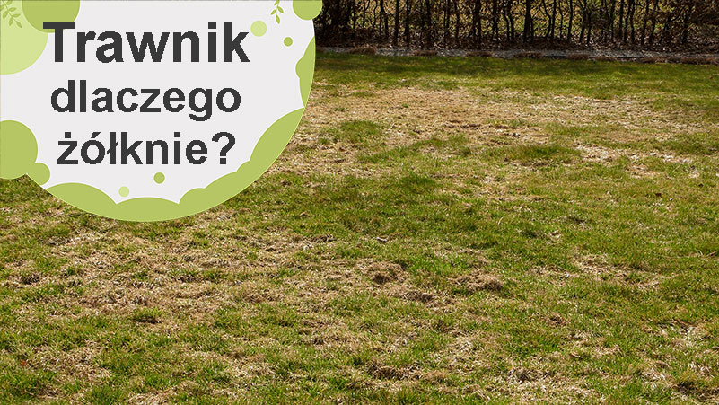 Trawnik – dlaczego pojawiają się na nim place żółtej lub uschniętej trawy?