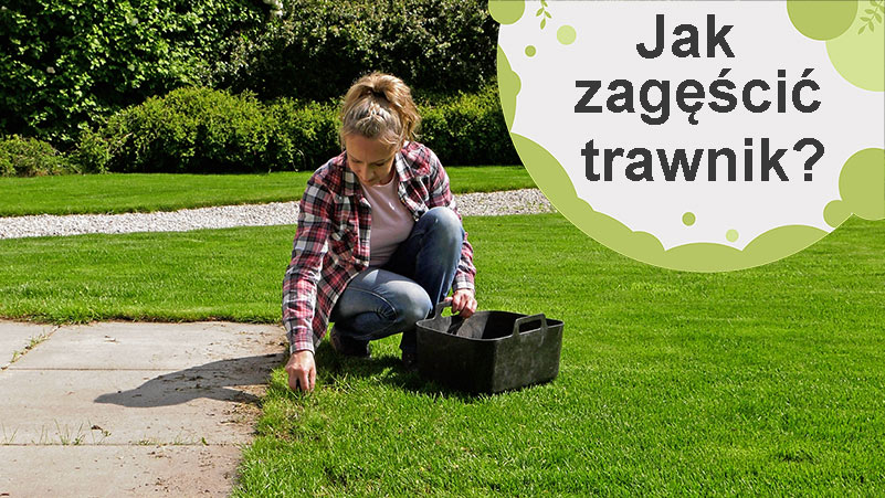 Jak zagęścić trawnik? Jak uzupełnić puste place w trawniku?