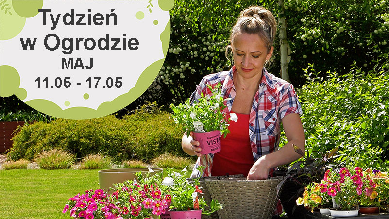 Maj w ogrodzie, kalendarz ogrodnika