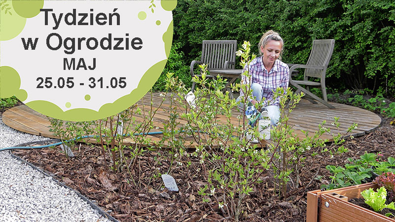 Maj w ogrodzie, kalendarz ogrodnika