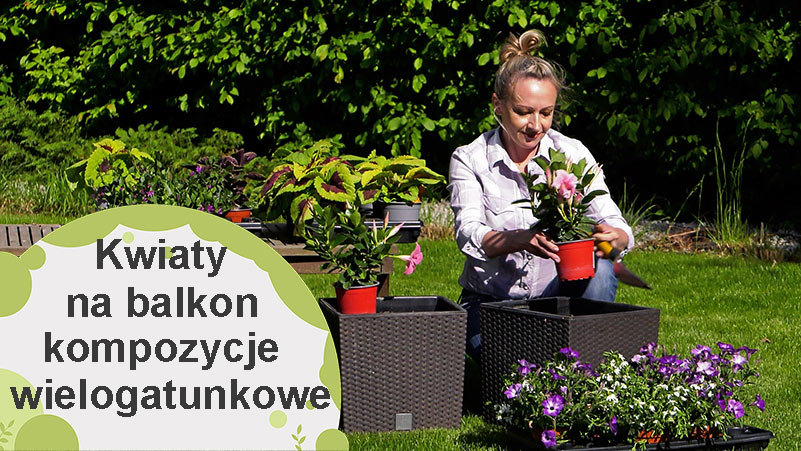 Kompozycje wielogatunkowe na balkon i taras.