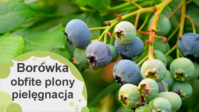 Jak uprawiać borówki w czerwcu, żeby mieć obfite plony?