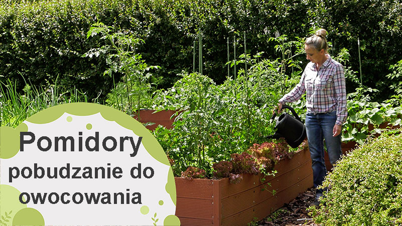 Pomidory zawiązywanie owoców. Jak pobudzić pomidory do owocowania?