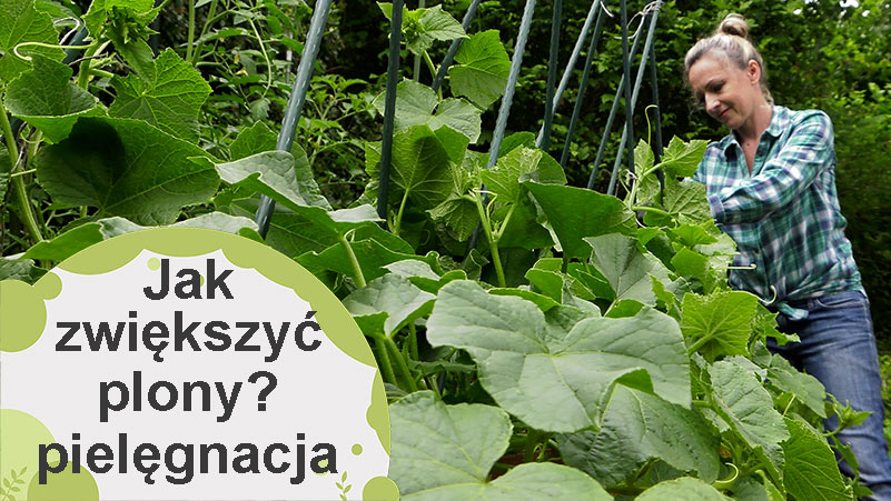 Jak zwiększyć plony ogórków? Pielęgnacja ogórków w czerwcu