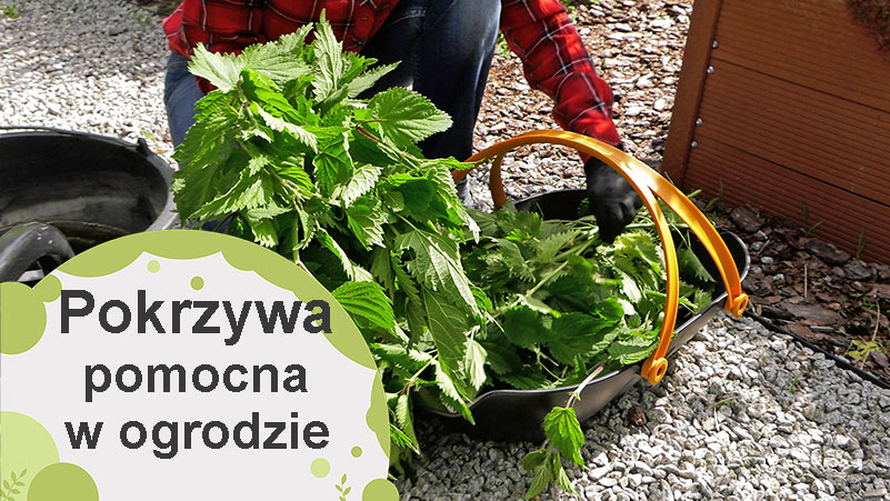 Pokrzywa jako naturalny sprzymierzeniec uprawy roślin w ogrodzie