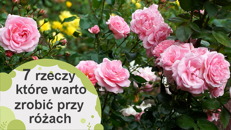 Róże. 7 rzeczy, które warto zrobić przy różach na początku lata.