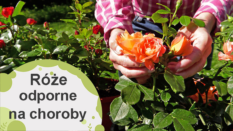 Róże odporne na choroby. Jakie odmiany będą najlepsze na balkon oraz na ogrodową rabatę?