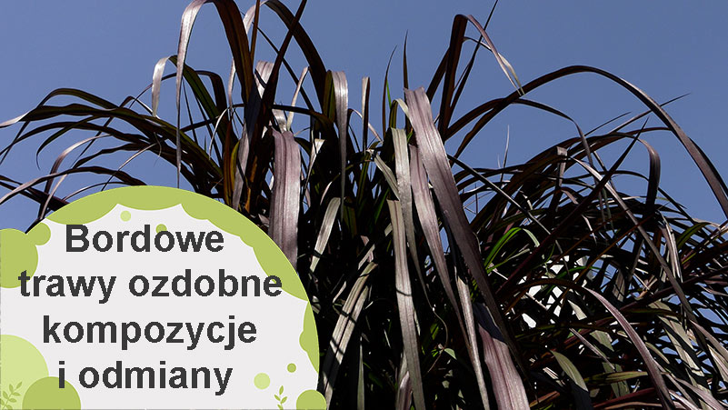 Bordowe trawy ozdobne. Najpiękniejsze odmiany i kompozycje