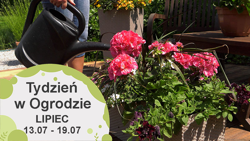 Lipiec w ogrodzie, kalendarz ogrodnika