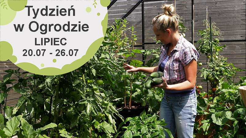 Lipiec w ogrodzie. Kalendarz ogrodnika