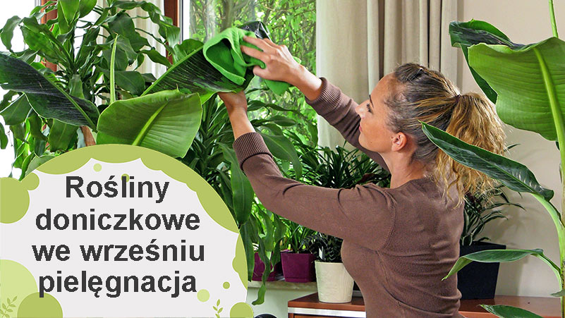 Pielęgnacja domowych roślin doniczkowych we wrześniu