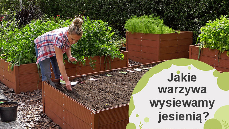 Jakie warzywa wysiewamy jesienią? Co siać we wrześniu?