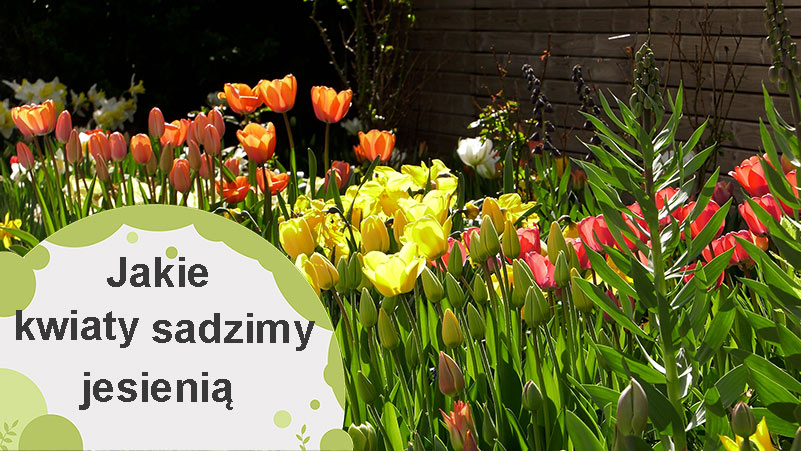 Jakie kwiaty sadzimy jesienią?
