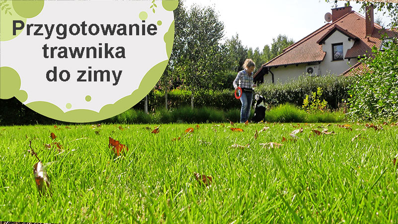 Czas przygotować trawnik do zimy!