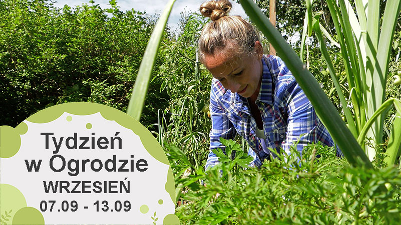 Wrzesień w ogrodzie. Kalendarz ogrodnika