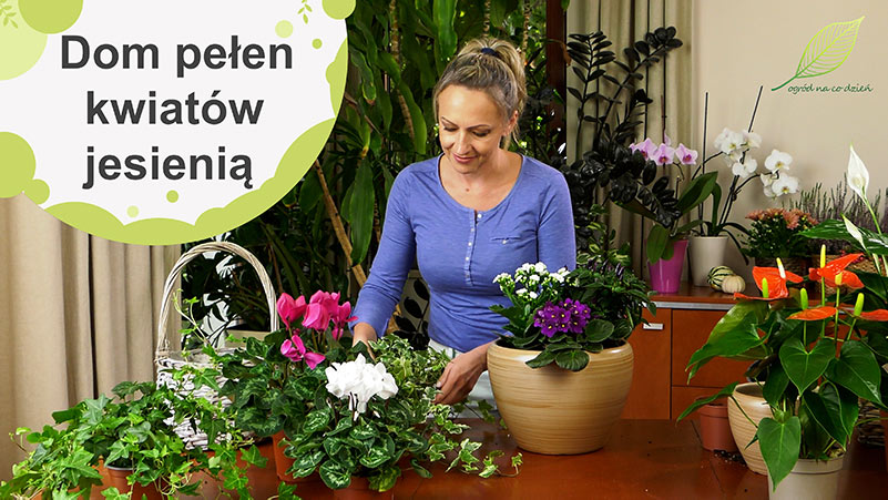 Jakie domowe rośliny doniczkowe kwitną jesienią?