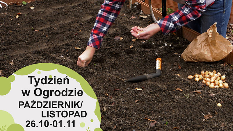 Październik w ogrodzie. Kalendarz ogrodnika